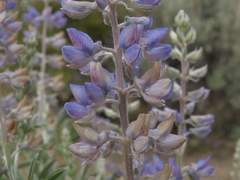 Lupinus caudatus caudatus