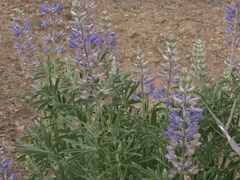 Lupinus caudatus caudatus