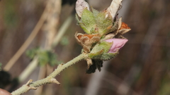 Malacothamnus enigmaticus