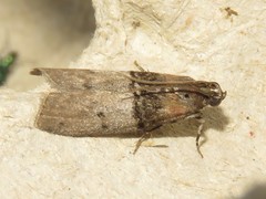 Tlascala reductella