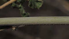 Malacothamnus enigmaticus