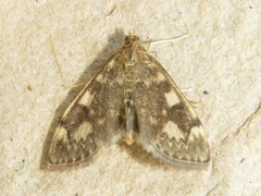 Anania coronata