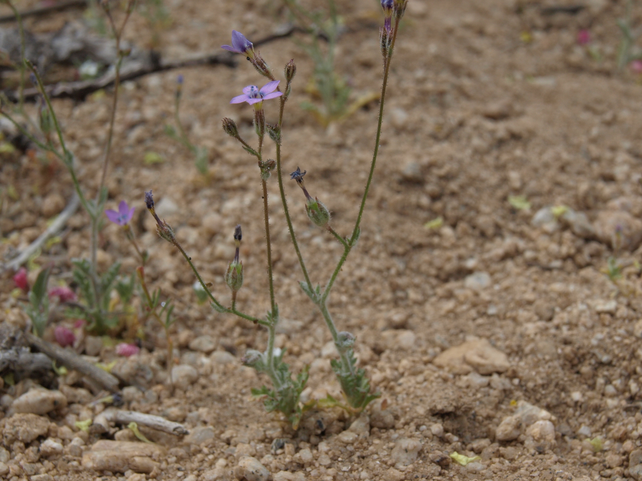 Gilia inconspicua