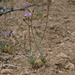 Gilia inconspicua - Photo (c) Jim Morefield, alguns direitos reservados (CC BY)