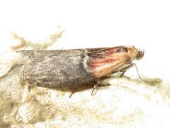 Sciota basilaris