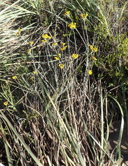 Helichrysum anomalum