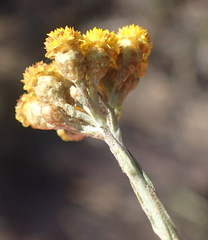Helichrysum anomalum