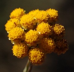 Helichrysum anomalum