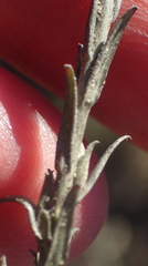 Helichrysum anomalum