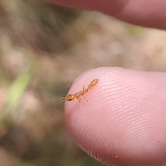 Pseudomyrmex pallidus
