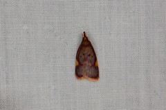 Enchocrates phaedryntis