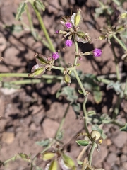 Acleisanthes chenopodioides