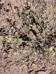 Acleisanthes chenopodioides