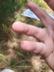 Pseudomyrmex pallidus