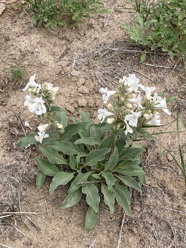 White-flower Beardtongue