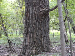 Populus deltoides deltoides