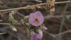Malacothamnus enigmaticus