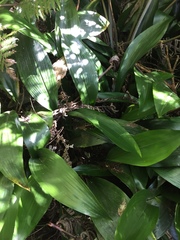 Aspidistra elatior