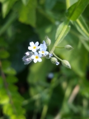 Myosotis