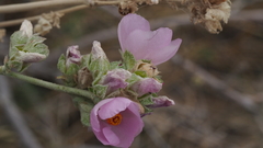 Malacothamnus enigmaticus