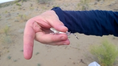 Phrynocephalus interscapularis