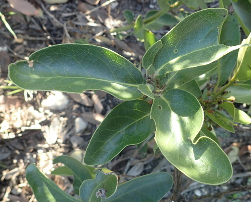 Image of Euclea polyandra by (c) Nicola van Berkel, some rights reserved (CC BY-SA)