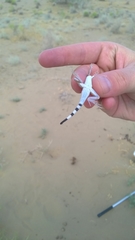 Phrynocephalus interscapularis