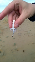 Phrynocephalus interscapularis