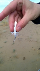 Phrynocephalus interscapularis