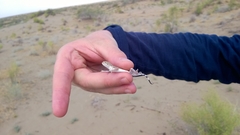 Phrynocephalus interscapularis