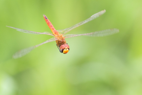 Wandering Glider