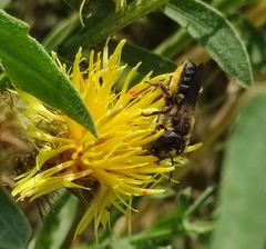 Megachile