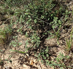 Hermannia althaeoides