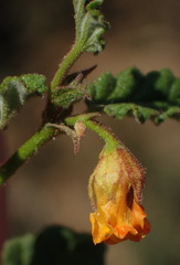 Hermannia althaeoides