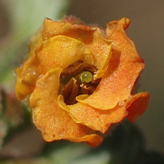 Hermannia althaeoides