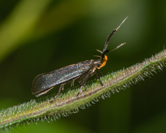 Dichomeris nonstrigella