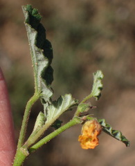 Hermannia althaeoides