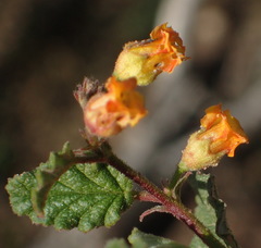 Hermannia althaeoides