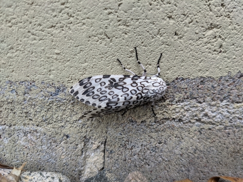 photo of Giant Leopard Moth (Hypercompe scribonia)