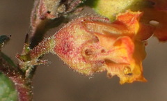 Hermannia althaeoides