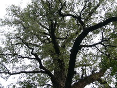 Populus deltoides deltoides