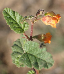 Hermannia althaeoides