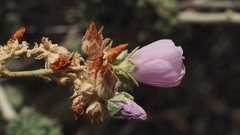 Malacothamnus enigmaticus