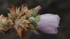 Malacothamnus enigmaticus