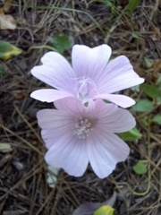 Malva hispanica