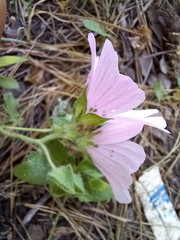 Malva hispanica