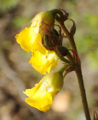 Image of Hermannia althaeoides by (c) Nicola van Berkel, some rights reserved (CC BY-SA)