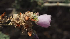 Malacothamnus enigmaticus