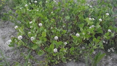 Trifolium hybridum