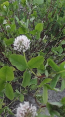 Trifolium hybridum